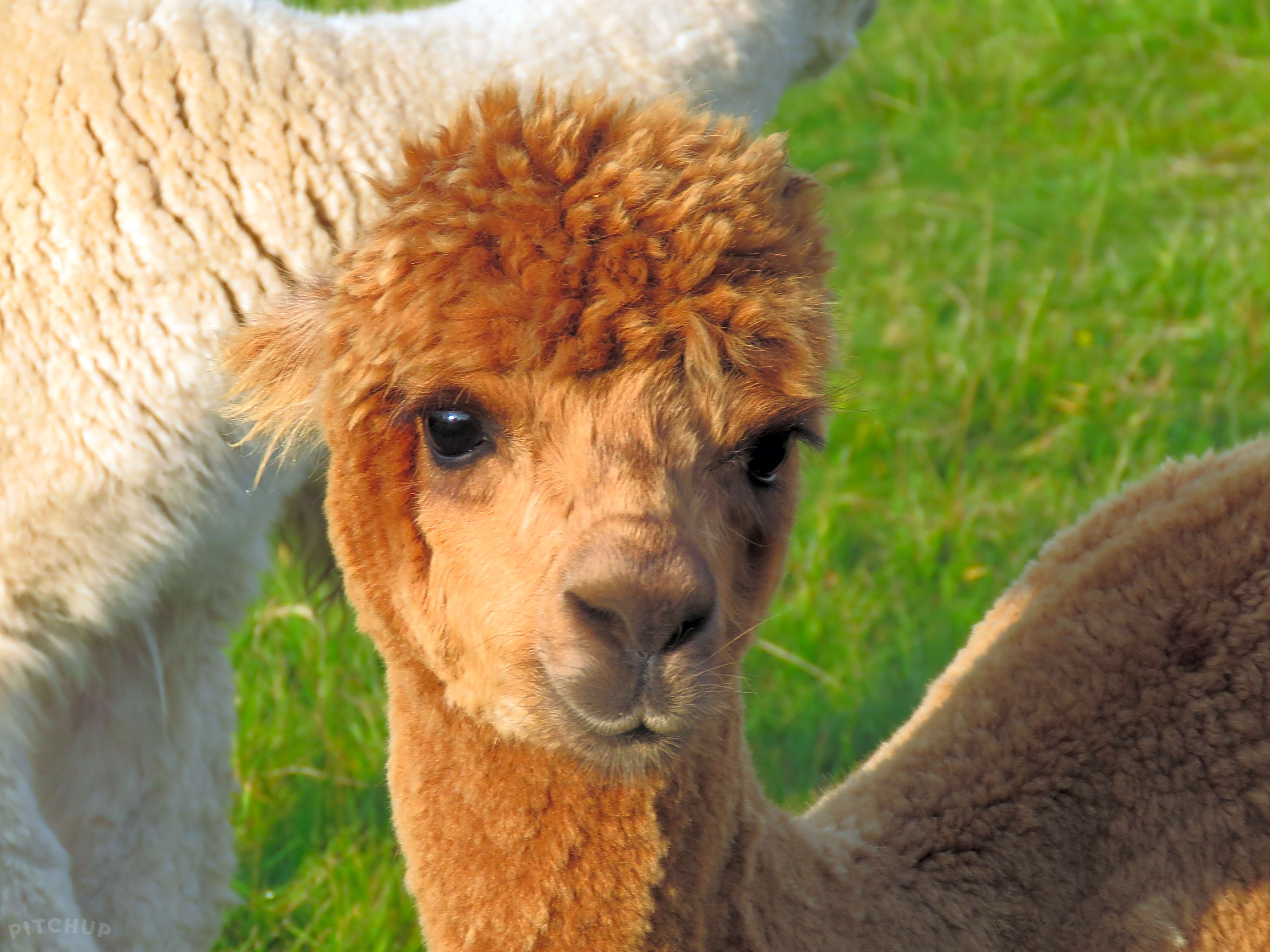 Moonacre Alpacas, Winkleigh Pitchup®