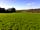 Chapelfurlong Farm: Grassy field