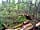 Huckleberry Farm: The woods (photo added by manager on 07/06/2022)