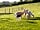 Severn Valley Alpacas