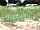 Thurston Manor: This close to the beautiful beach
