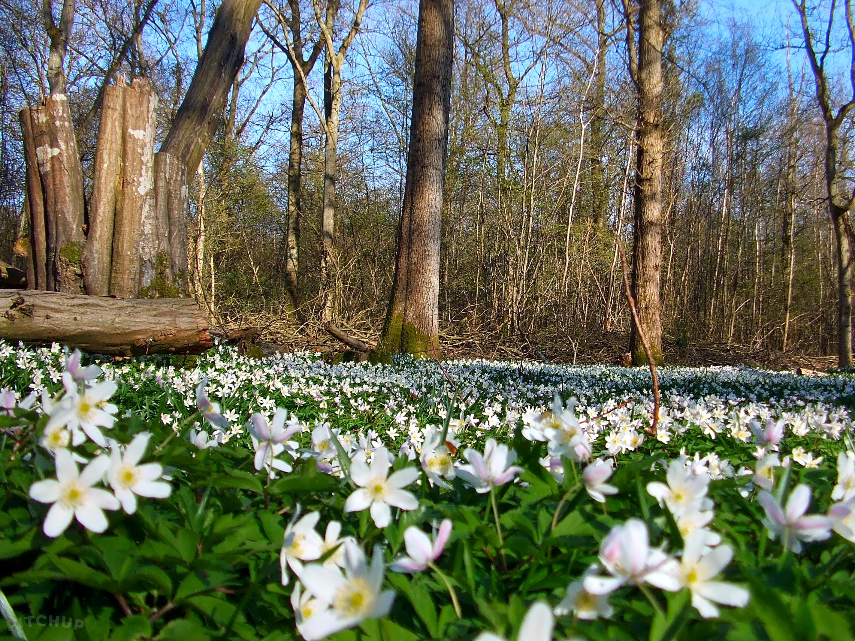 Woodsman Kent Wild Camping, Ashford - Updated 2020 prices ...