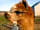 Midshires Way Campsite and Alpaca Farm