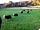 Gorsebank Camping Village: You'll be sharing with our Herdwick sheep