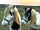 High Barn Retreats: Resident horses