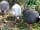 Green Sheep Camping: Free-range guinea fowl flock