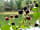 Camping L'Étang Bleu: Pick berries by the lake