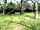 Isinkwe Safaris Bush Camp: Among greenery