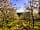 Bowhayes Farm Camping: Spring in the orchard
