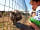 Le Moustoir: Meeting Tic, the famous pig