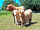 Quarry Pods: Highland cows