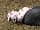 Hornblotton Farm: New piglets with auntie. 