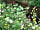 Beanhill Farm: Wildflowers