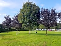Parcel·la de gespa sense electricitat per a tenda de campanya (acampador/a sense acompanyants)