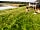 Hacking Hall Farm Camping