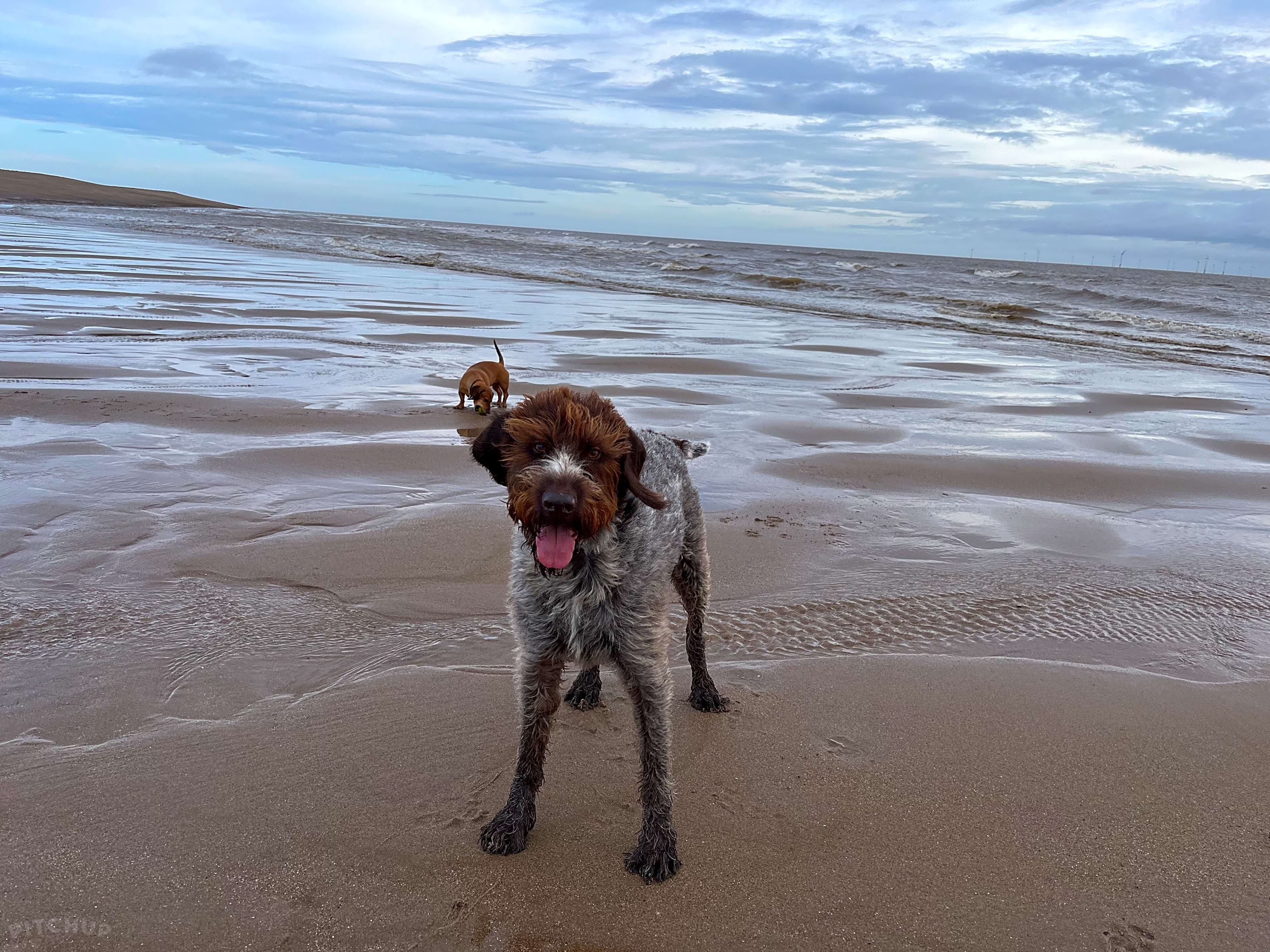 Dog friendly butlins clearance