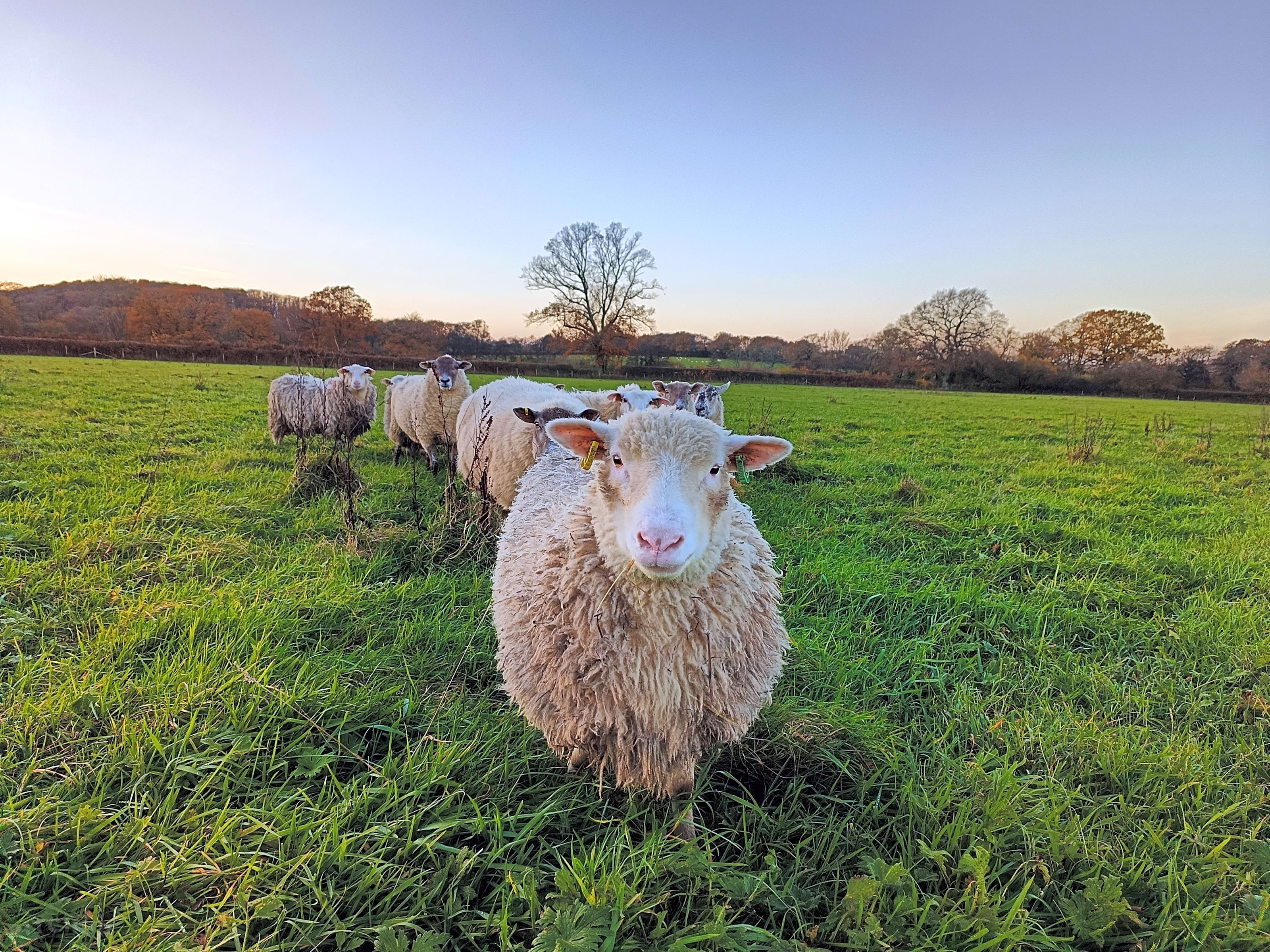 Lower Marsh Farm Campsite, Shaftesbury, Dorset Updated 2025 prices