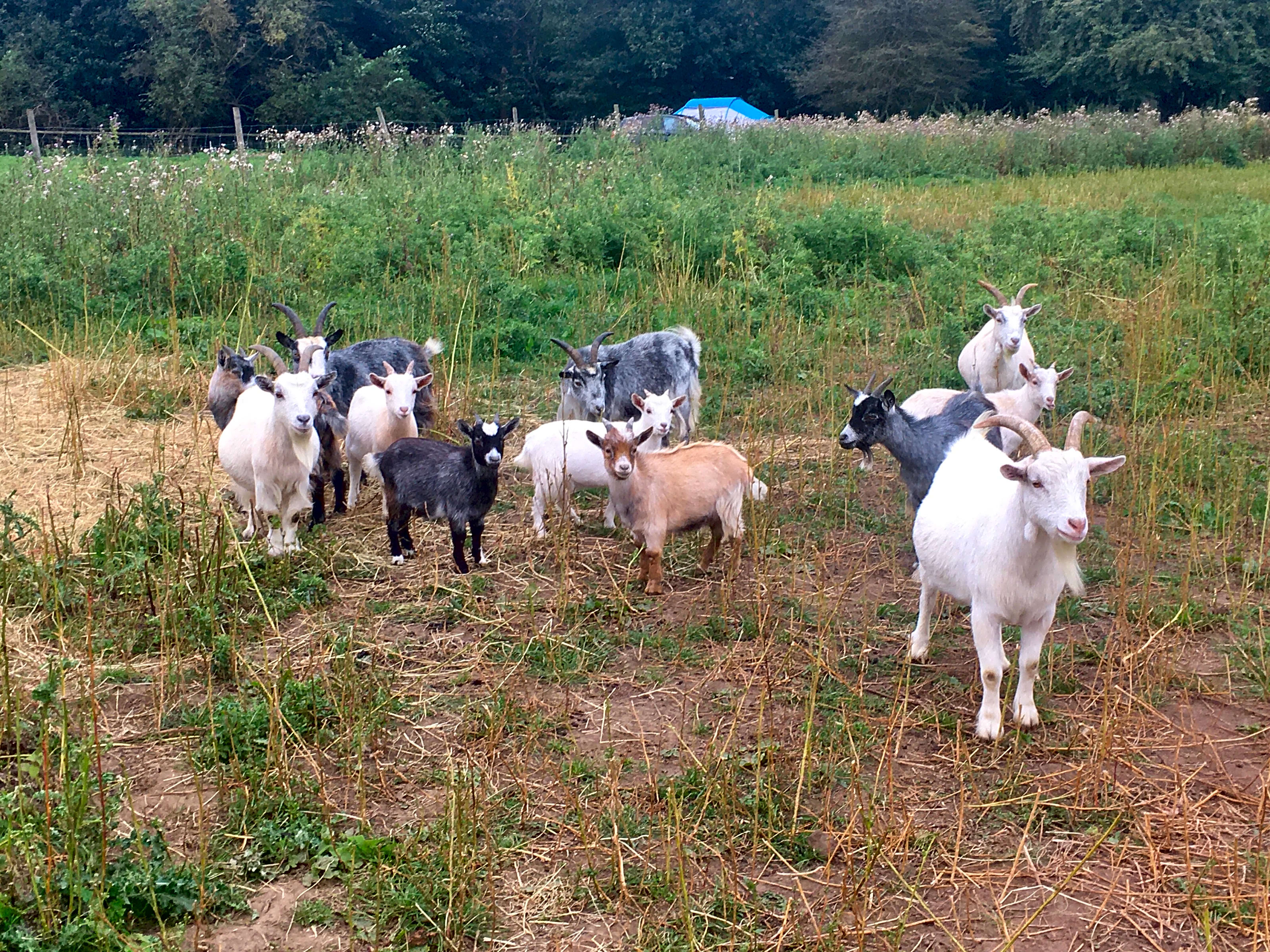 Daisy Mays Farm, Elsenham, Essex Updated 2024 prices