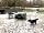 Pondfield Farm: Bring your dog (photo added by manager on 23/03/2023)
