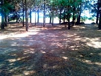 Pinewood Pinewood