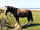 Martleaves Farm Campsite: Horses with a view (photo added by manager on 12/07/2023)