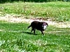 The High Hermitage Holiday Park: Poppy enjoying the walks (photo added by stephen_l201503 on 08/07/2024)