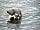 Eyemouth Holiday Park: Seals in Eyemouth Harbour