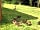Park Rose Caravans: Gorgeous visitors (photo added by visitor on 21/07/2015)