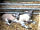 Barton View: Lambing time