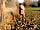 Walnut Tree Meadow Camping: Hire the secure two-acre dog walking field for exclusive use (photo added by manager on 02/12/2020)