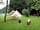 Llwyngwair Manor Holiday Park: Extra camping chairs and log chairs can be added if required