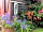 Girt Down Farm: Gorgeous plants