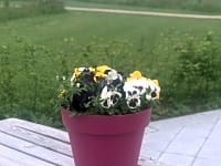 Flowers on site Flowers on site