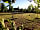 Chittlesford Mill Farm Camping: Non-electric grass tent pitch 