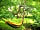 Tyddyn Teg Campsite: Unwind under the leafy canvas of our ancient oaks