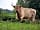 De Goede Weide Recreatie: Farm animals in the surrounding area