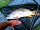 Colemans Cottage Fishery: Fishing