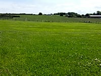 The grass field The grass field