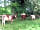 Longthorns Farm: Longthorns Short Horn cattle
