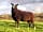 Trevoulter Farm Holidays: Sheep on the farm (photo added by manager on 12/07/2019)