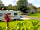 York Naburn Lock Caravan and Camping Park: Around the site