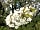 Golden Hill Wood: Wild flowers in season (photo added by manager on 20/05/2023)