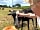 Maple Meadow Camping: Meet the friendly sheep