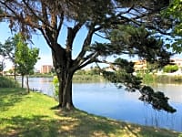 Emplacement sur sol forestier avec électricité (vue sur le lac)