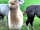 Blackstone Meadow Holiday Park: Blackstone Alpacas