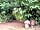 Somers Wood Caravan Park: Pathway to dog walk (public right of way)