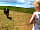 Maple Meadow Camping: Curious sheep