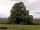 Beeches Farm: The Big Beech