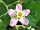 The Chicken House: Dog rose (photo added by manager on 24/08/2022)