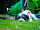 Sandy Balls Holiday Village: Dog-friendly